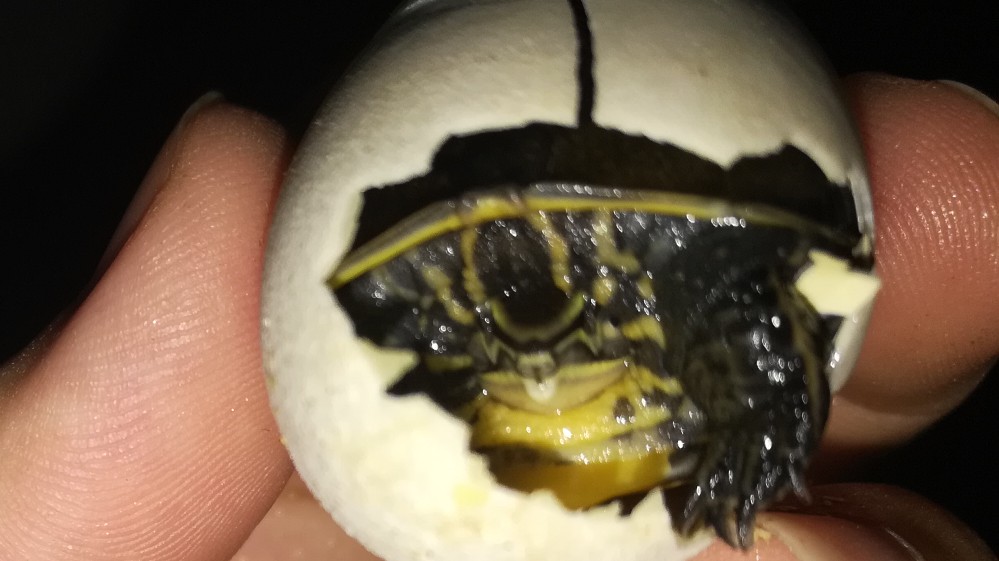 安布杂南石,两个品种的龟完美结合