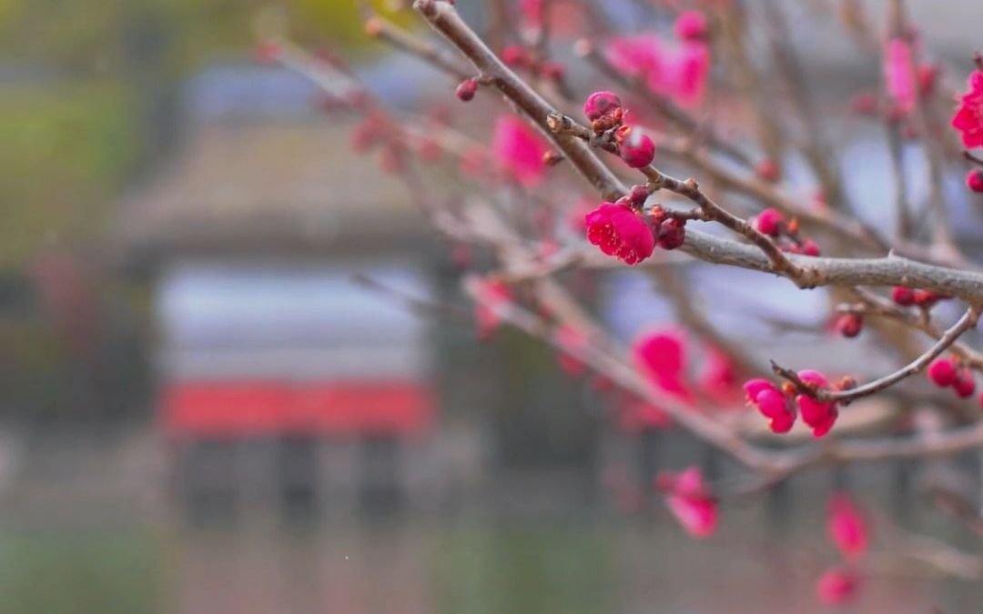 [图]2023京都長岡京錦水亭の雪