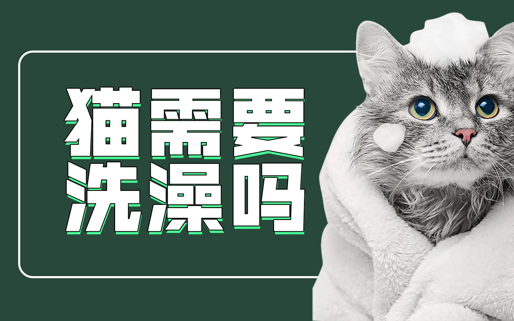 【宠物冷知识】猫需要洗澡吗?多久洗一次澡?哔哩哔哩bilibili