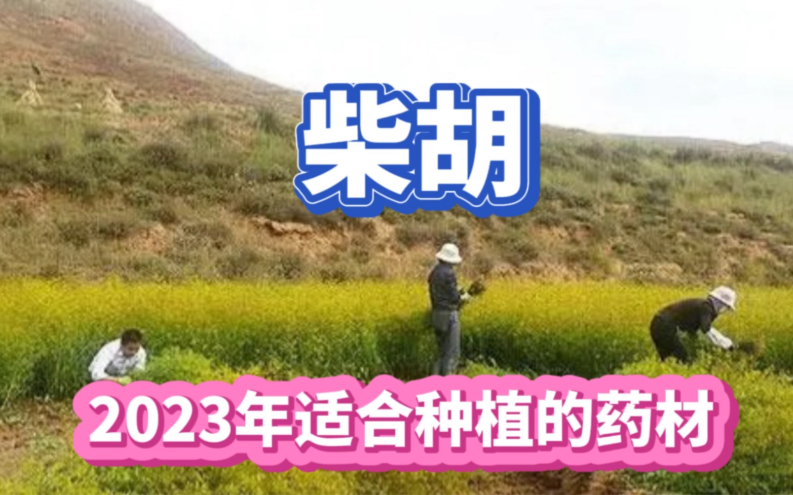 2023年药材种植推荐柴胡,适合大部分地区种植,亩产值万元以上哔哩哔哩bilibili