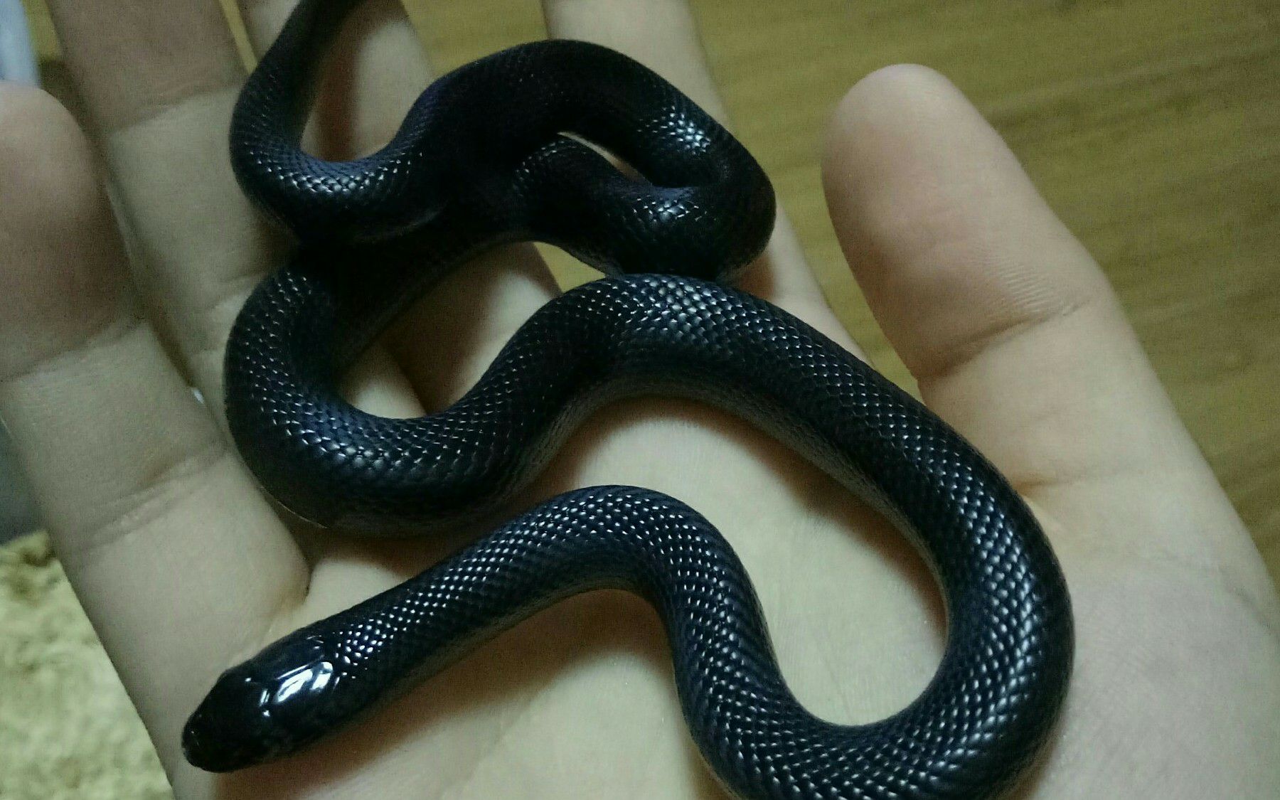 佛州王蛇图片