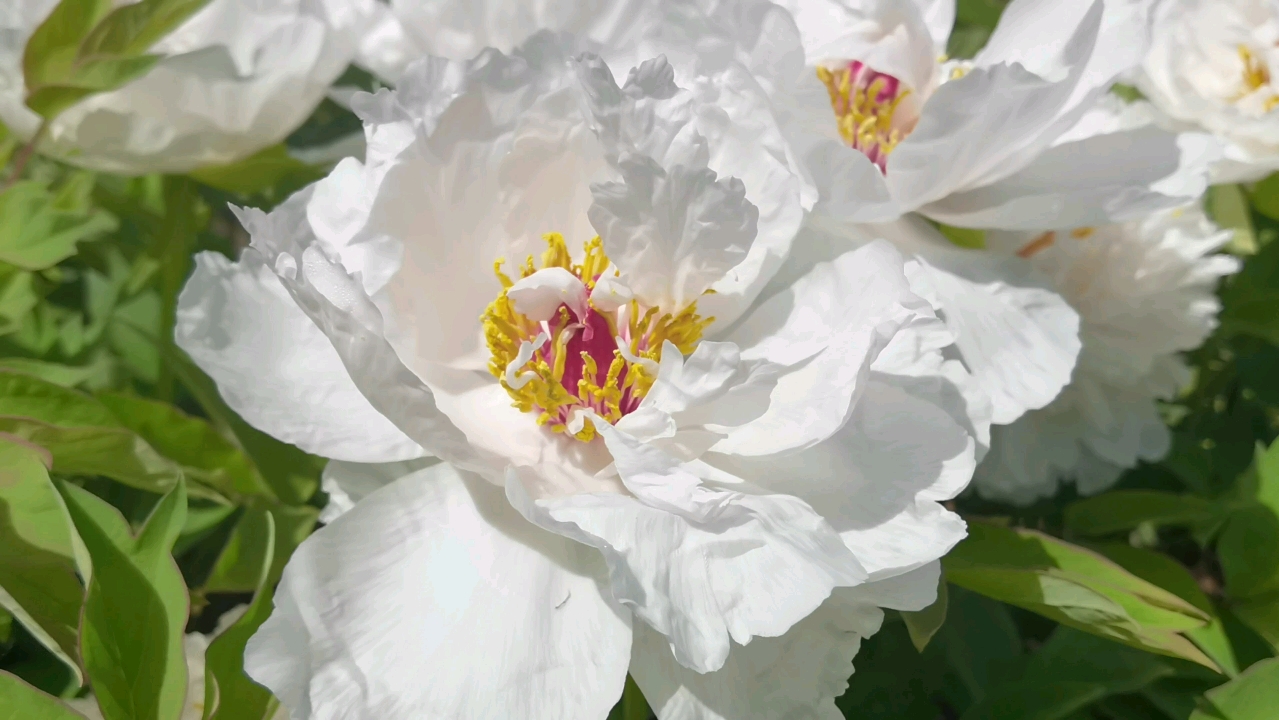 景玉(洛阳牡丹花07)