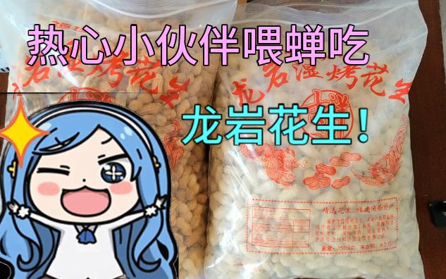 热心小伙伴用花生驯服馋蝉~哔哩哔哩bilibili