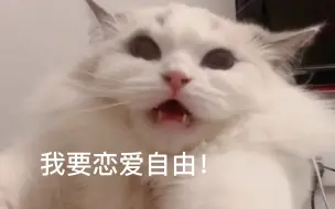 Download Video: 当我妈知道我家猫和楼下橘猫谈恋爱了