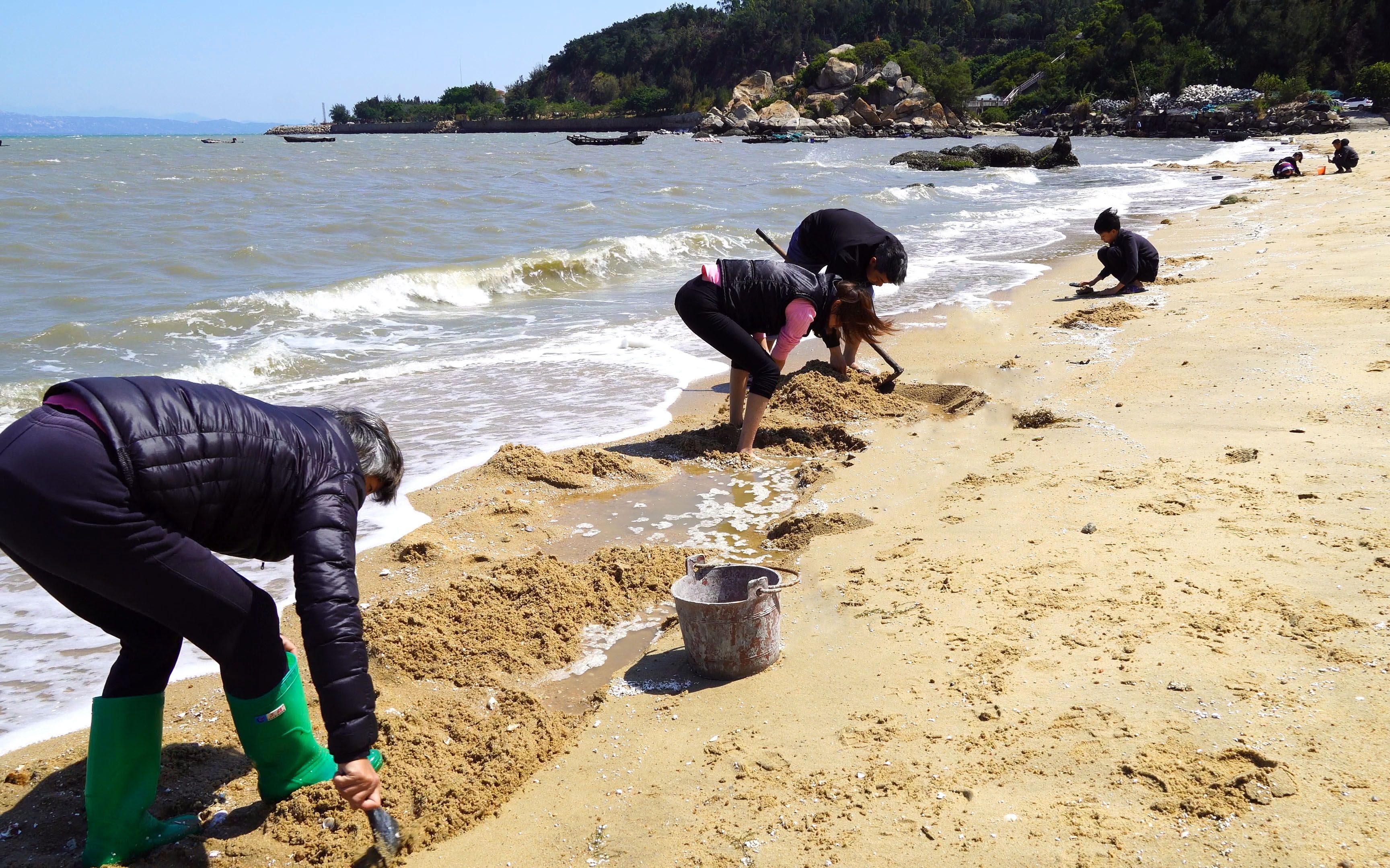 阿兴周末带家人去沙滩赶海,挖到一桶沙白,做成美味犒劳摄影师