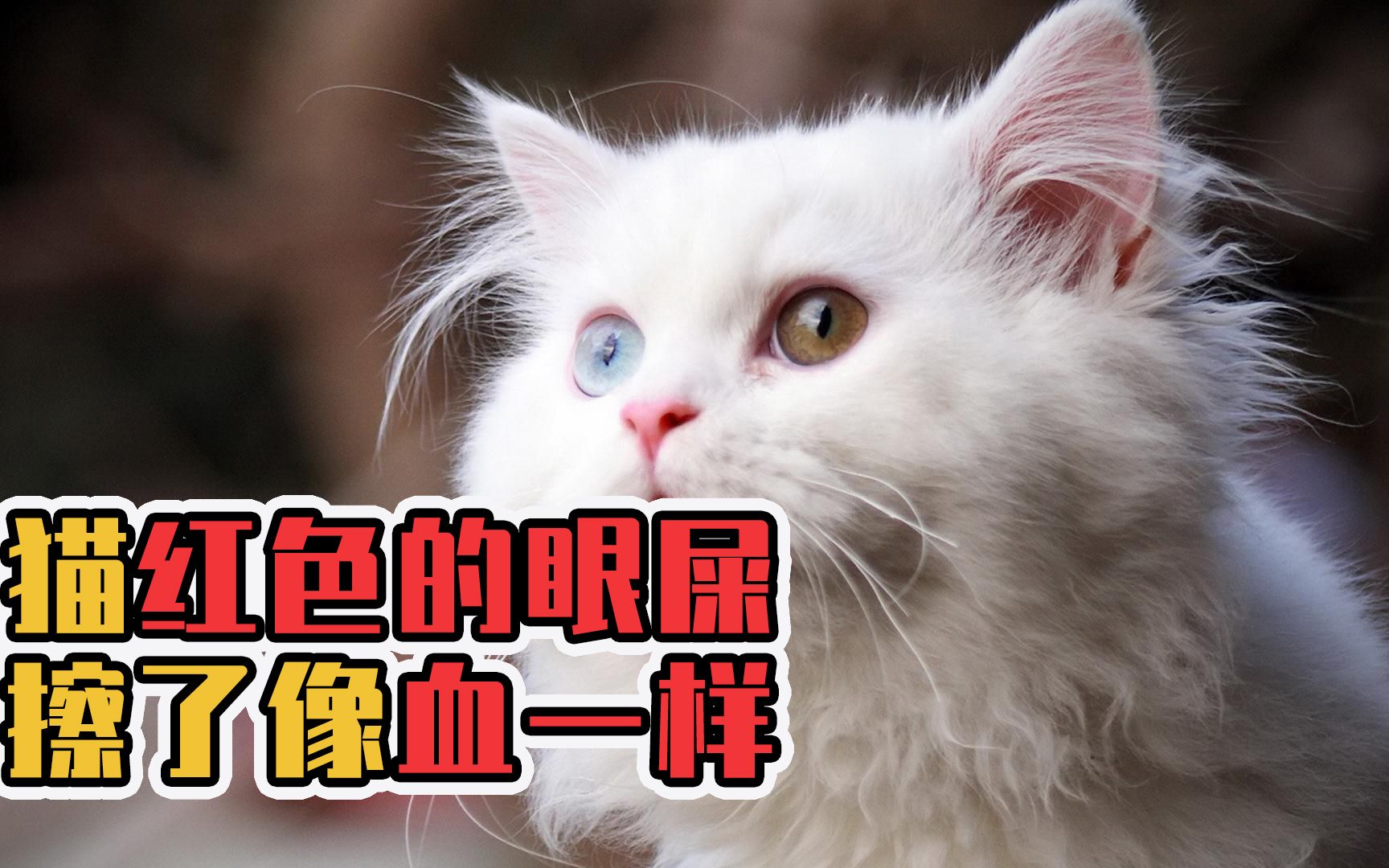 猫红色的眼屎擦了像血一样哔哩哔哩bilibili