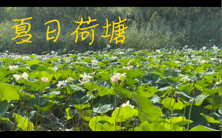 Lotusteich im Wasserpark an einem Sommermorgen 夏日荷塘哔哩哔哩bilibili