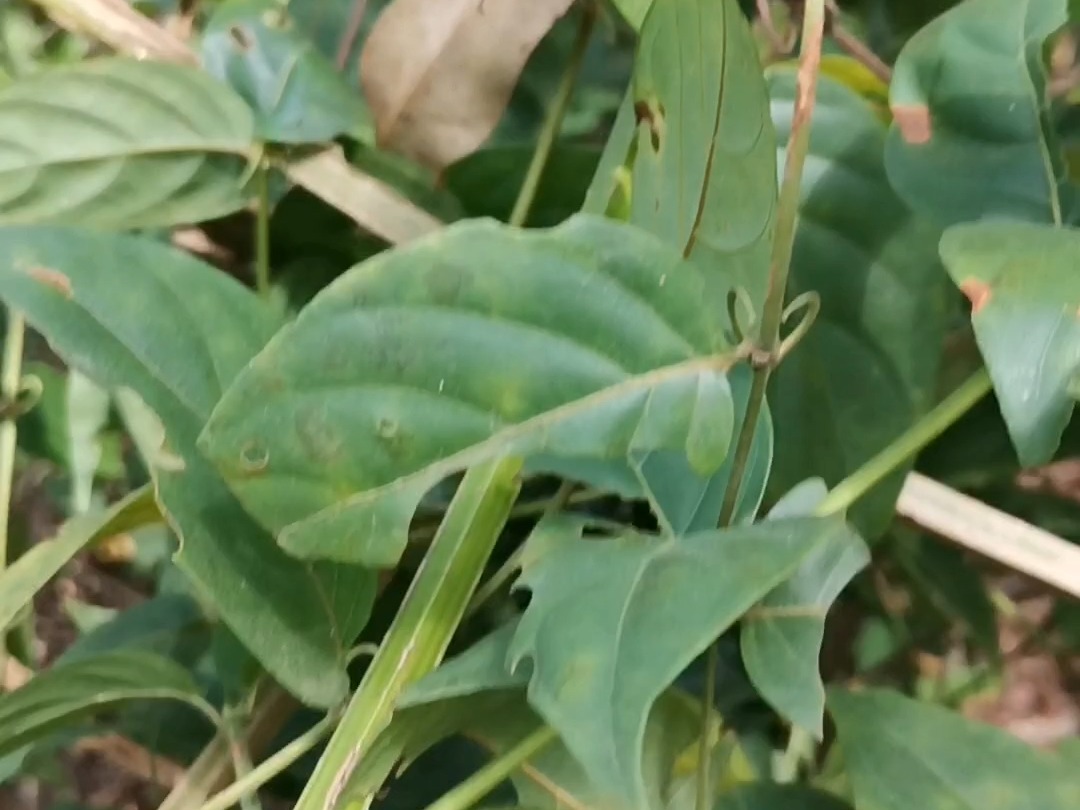 你认识这种祛风的植物吗哔哩哔哩bilibili