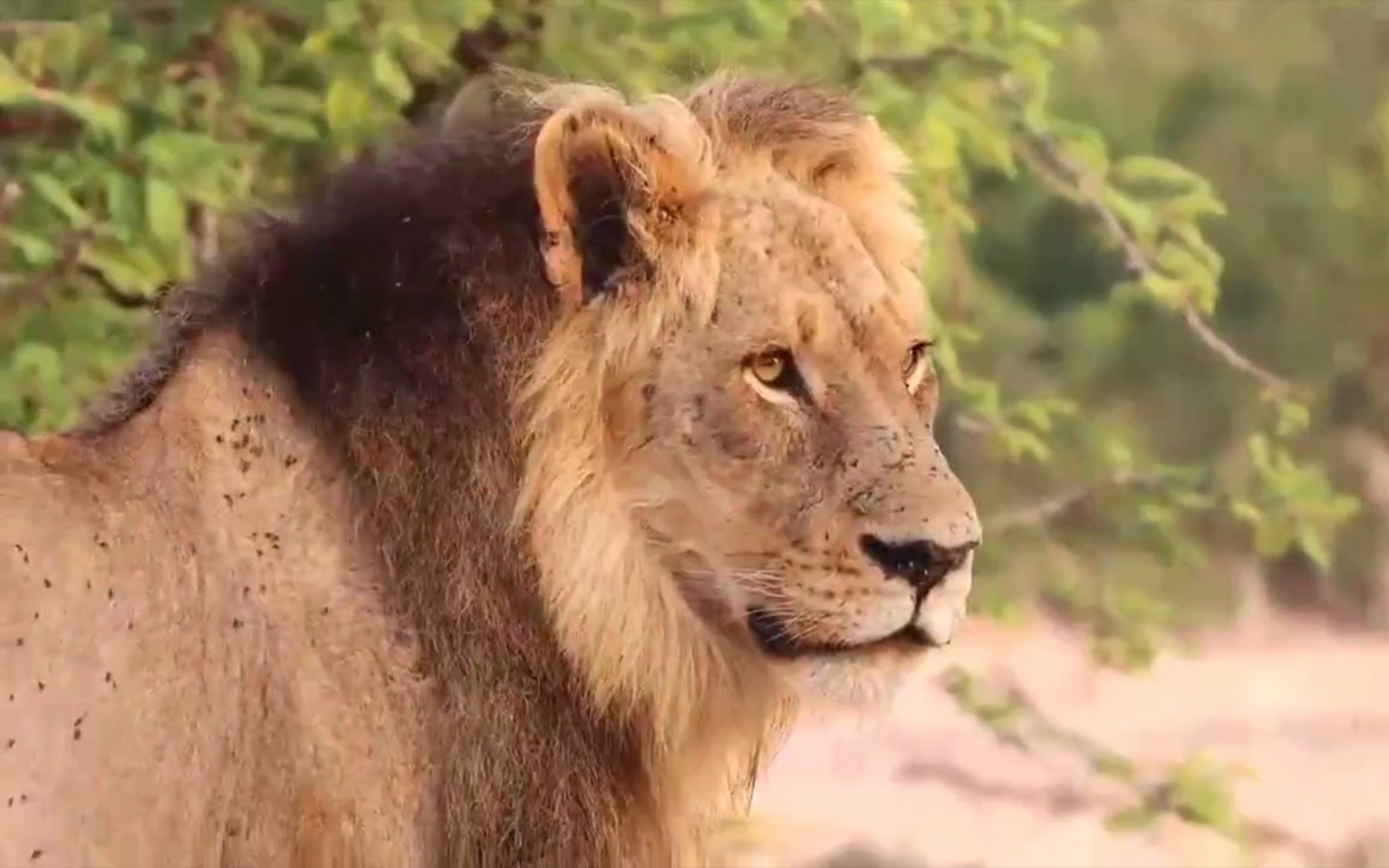 采花熊男二世,tintswalo联盟兰比利雄狮很消瘦,牛结核导致