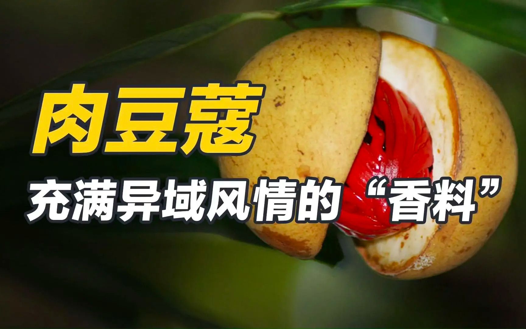 肉豆蔻:充满异域风情的热带香料哔哩哔哩bilibili