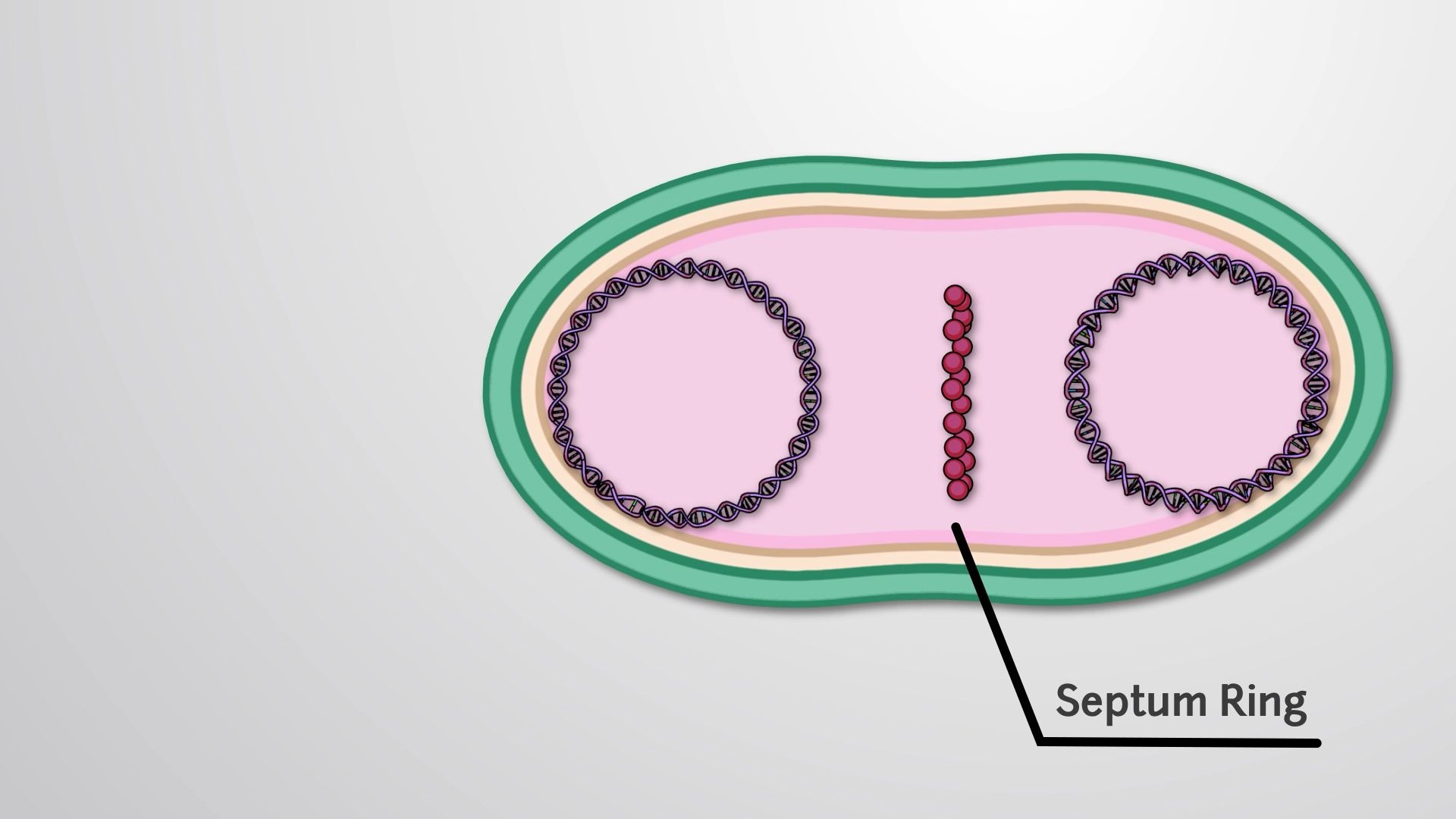 【jove】细胞周期和细胞分裂 10.3二元裂变/binary fission