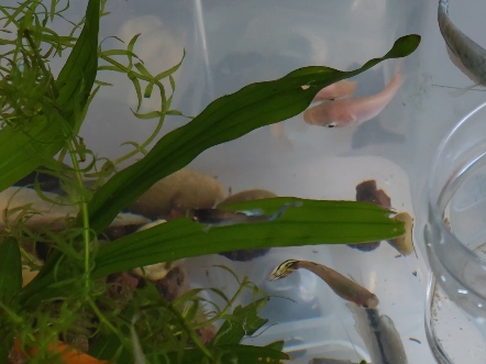 亲嘴鱼,vivo x100u长焦3.7倍4k拍摄