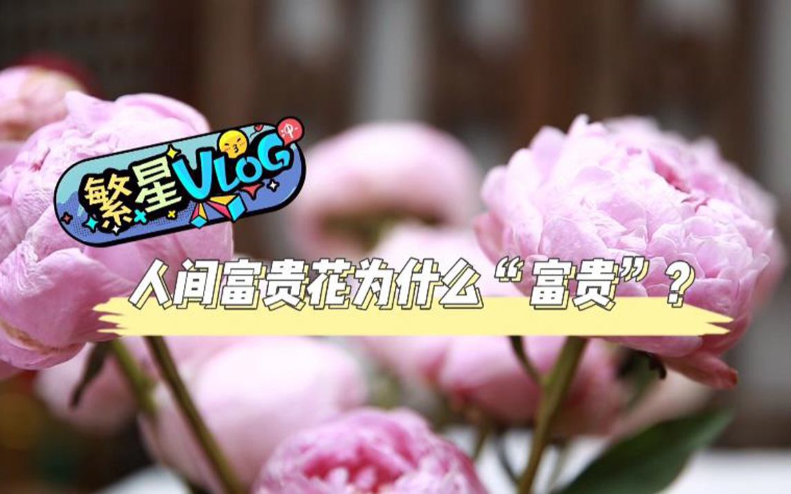 【繁星Vlog】啥是人间富贵花?牡丹研究员有话说哔哩哔哩bilibili