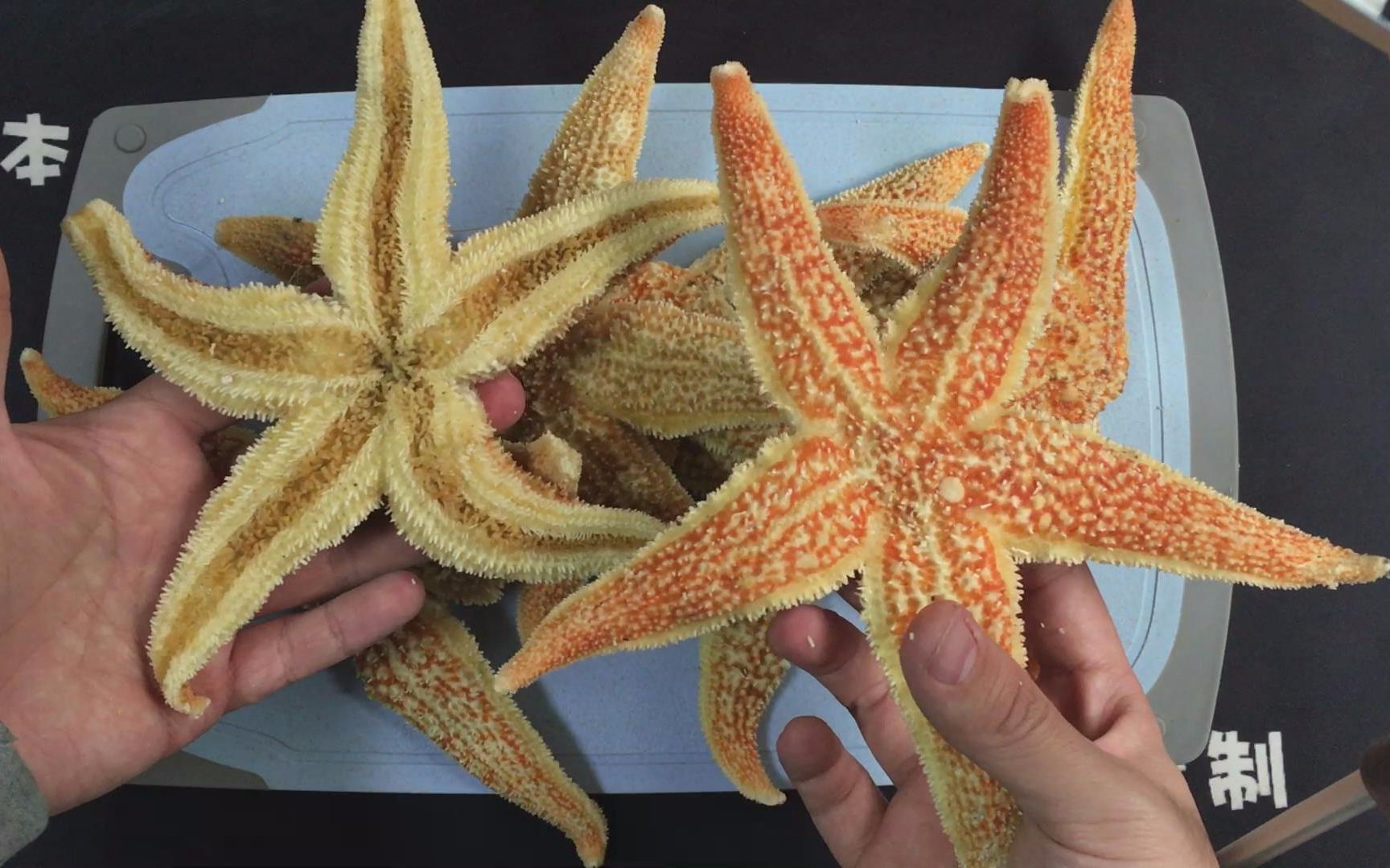 海星能吃的部分竟然是这种地方这也太羞耻了吧我都不好意思说出来