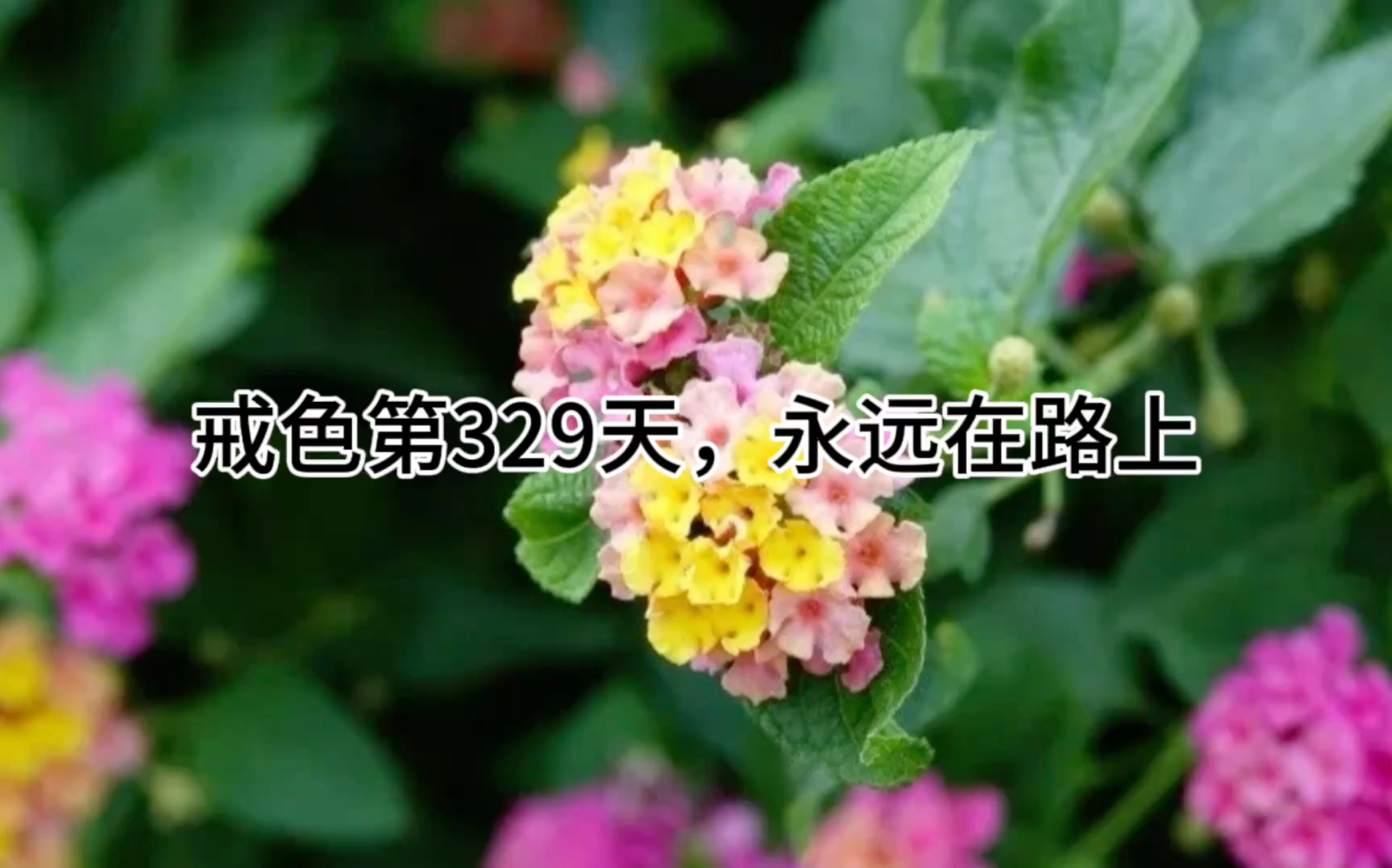 戒色第329天,永远在路上