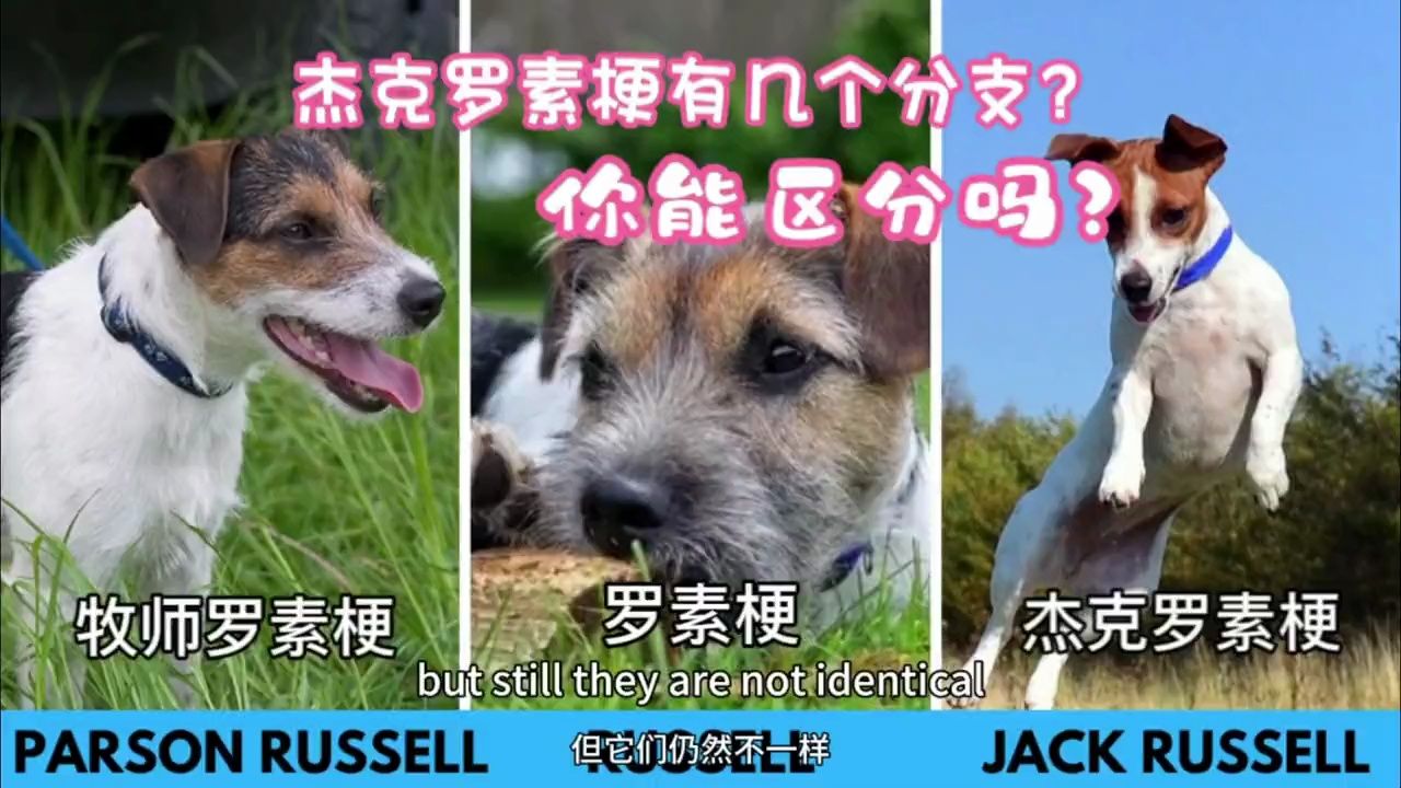 李小布带你了解杰克罗素梗和牧师罗素梗以及罗素梗!