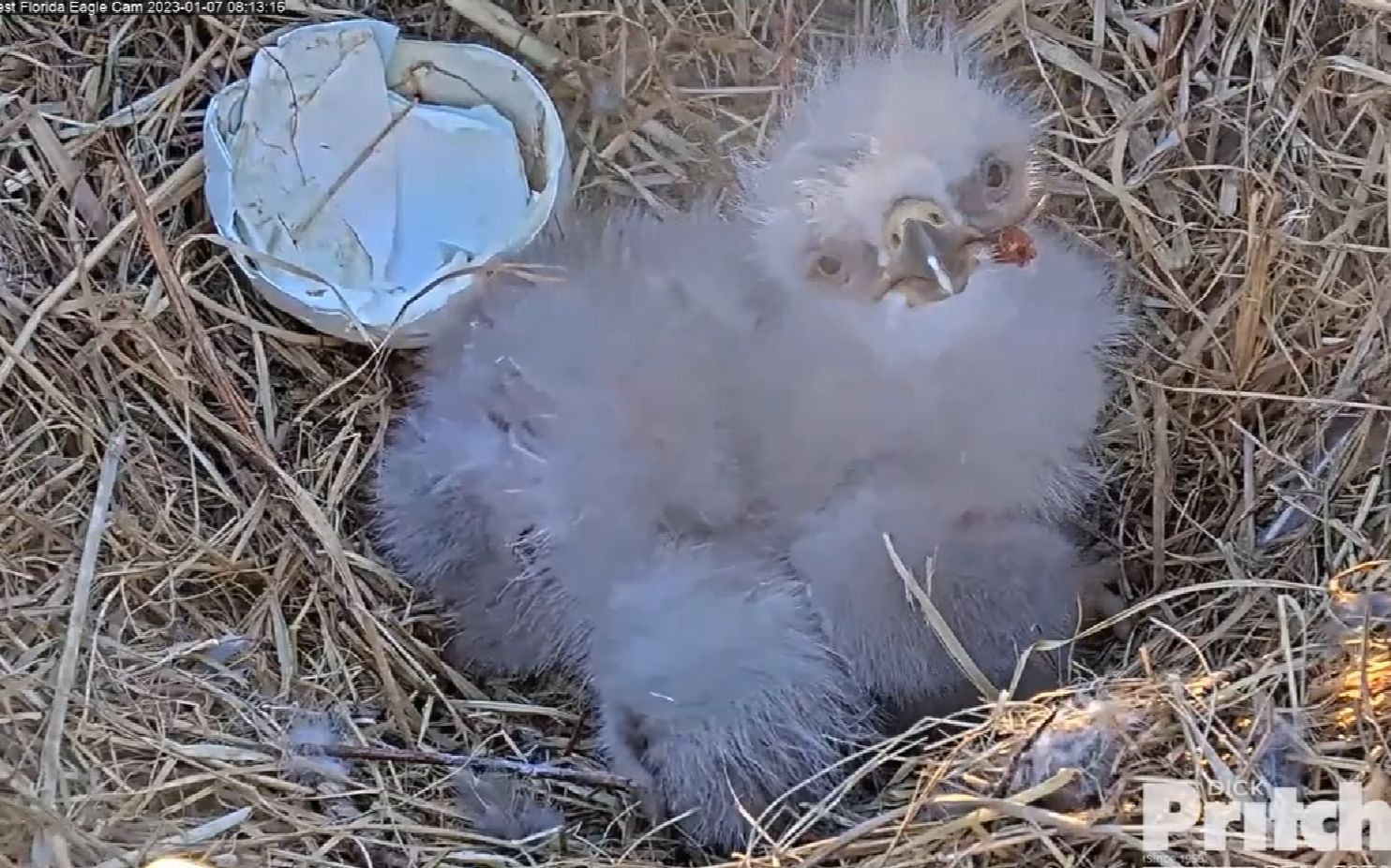 第2只白头海雕雏鸟破壳了,希望它不要被老大欺负