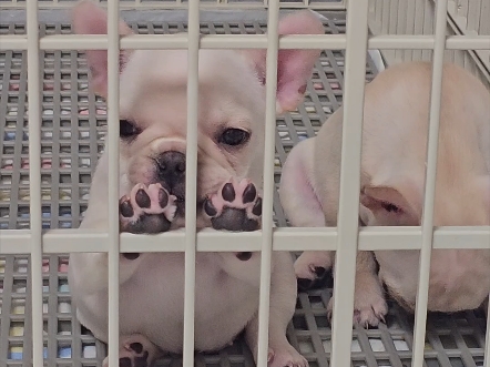 寄养的小奶狗,妹妹干饭小狗,圆鼓鼓的肚子等吃饭