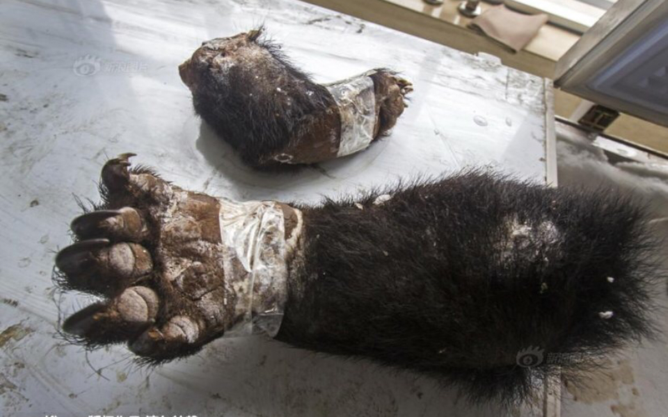 可怜的野生动物1