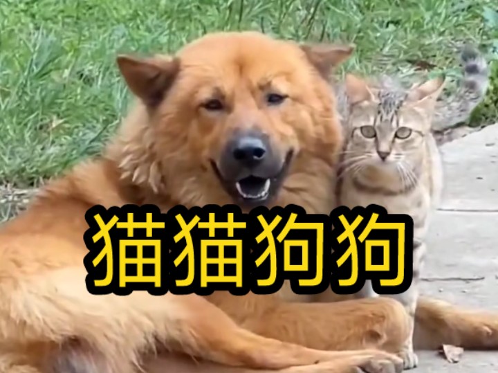 [图]狗狗治愈一切17#猫猫狗狗