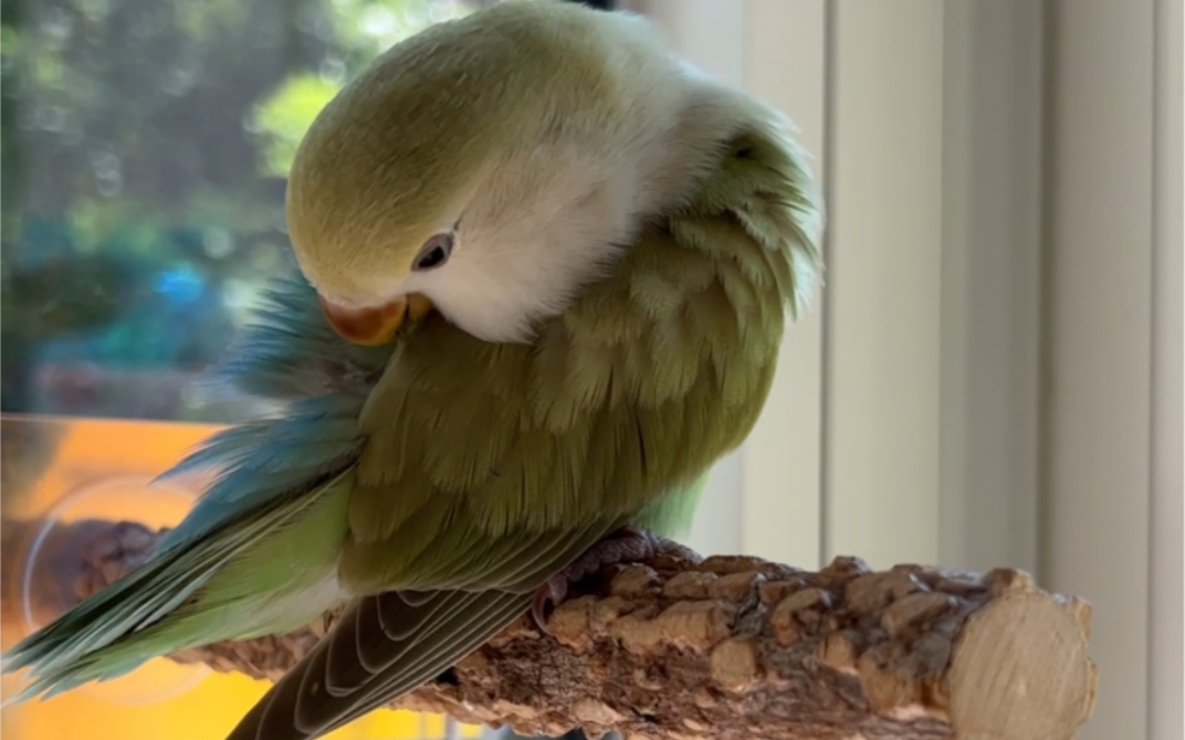 一只在臭美的小鹦鹉 原来美桂这么好看