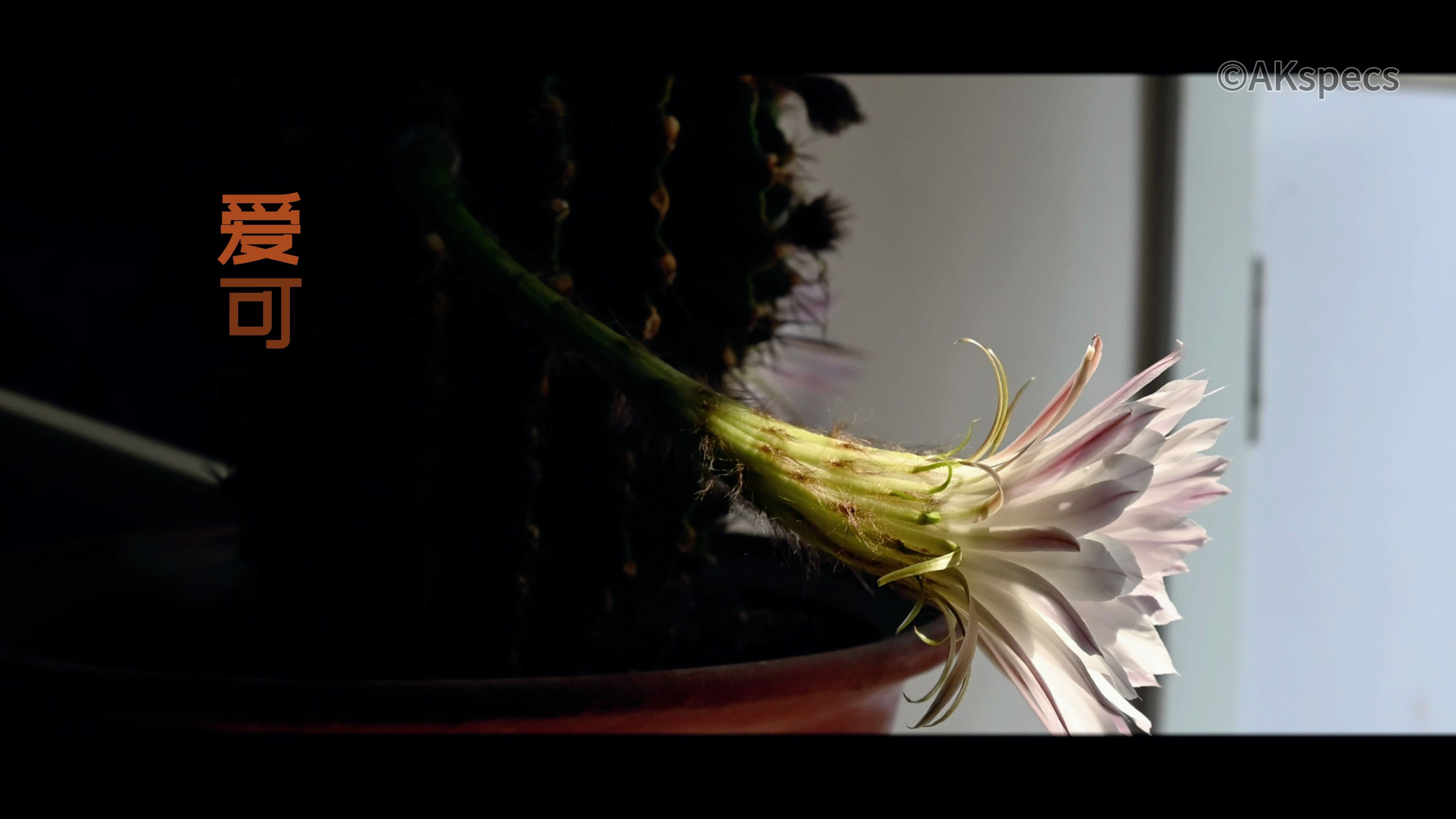 开花ing-植物-仙人掌