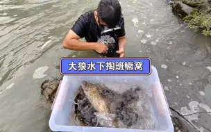 Download Video: 看看张家界第一水鬼怎么水下徒手抓大班鳜的