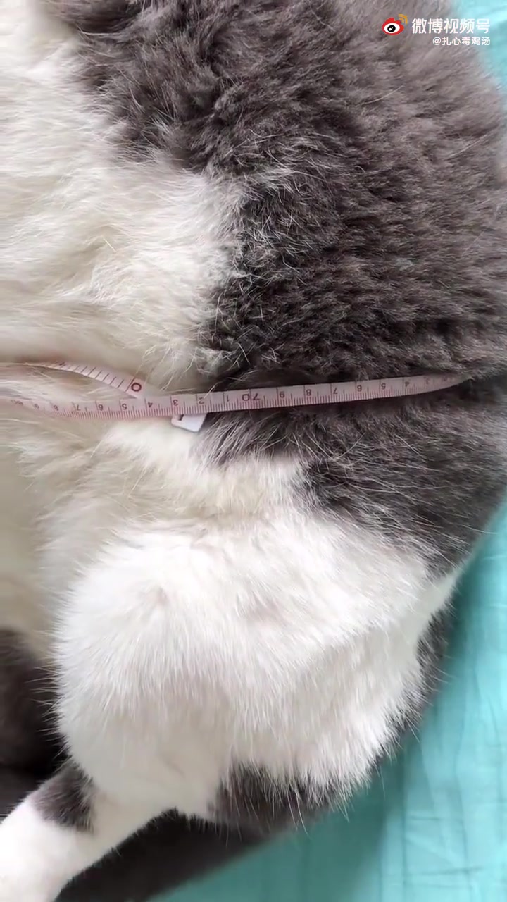 见过腰围这么粗的猫吗,这腰竟