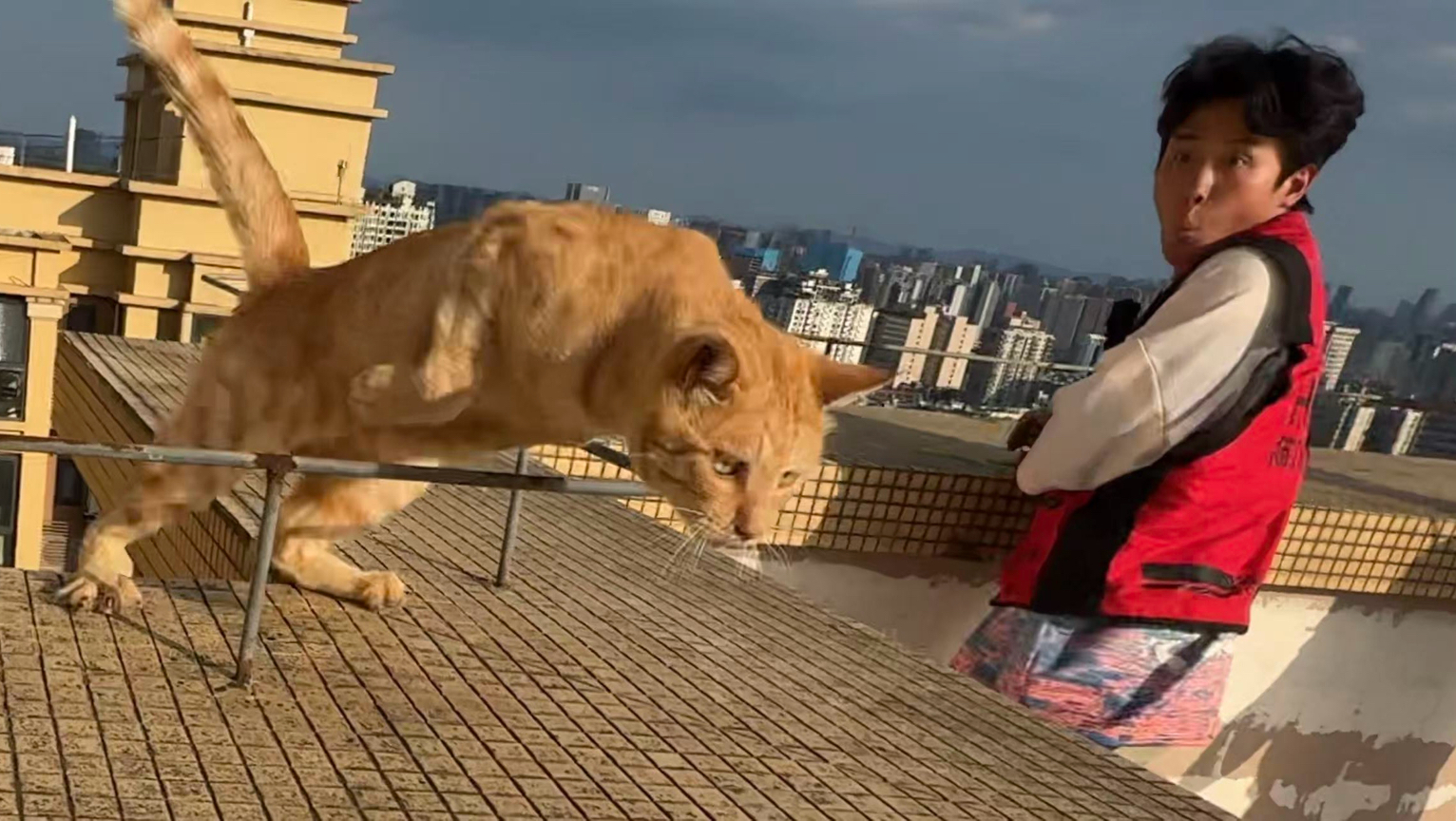 中国猫能飞？？！！