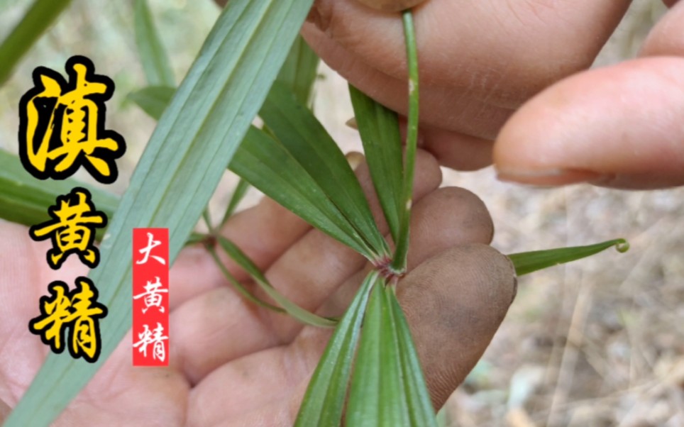 黄精被誉为“仙人余粮”,冬季营养价值最好,野外碰到别错过!哔哩哔哩bilibili