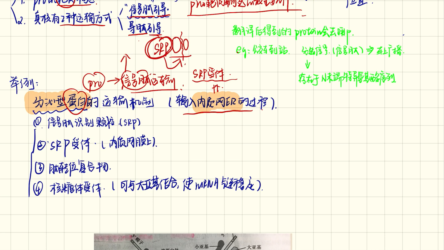 考研|分子生物学|生物化学|信号肽学说第二弹哔哩哔哩bilibili