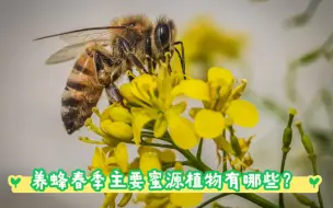 Download Video: 春季养蜂主要蜜源植物有哪些？