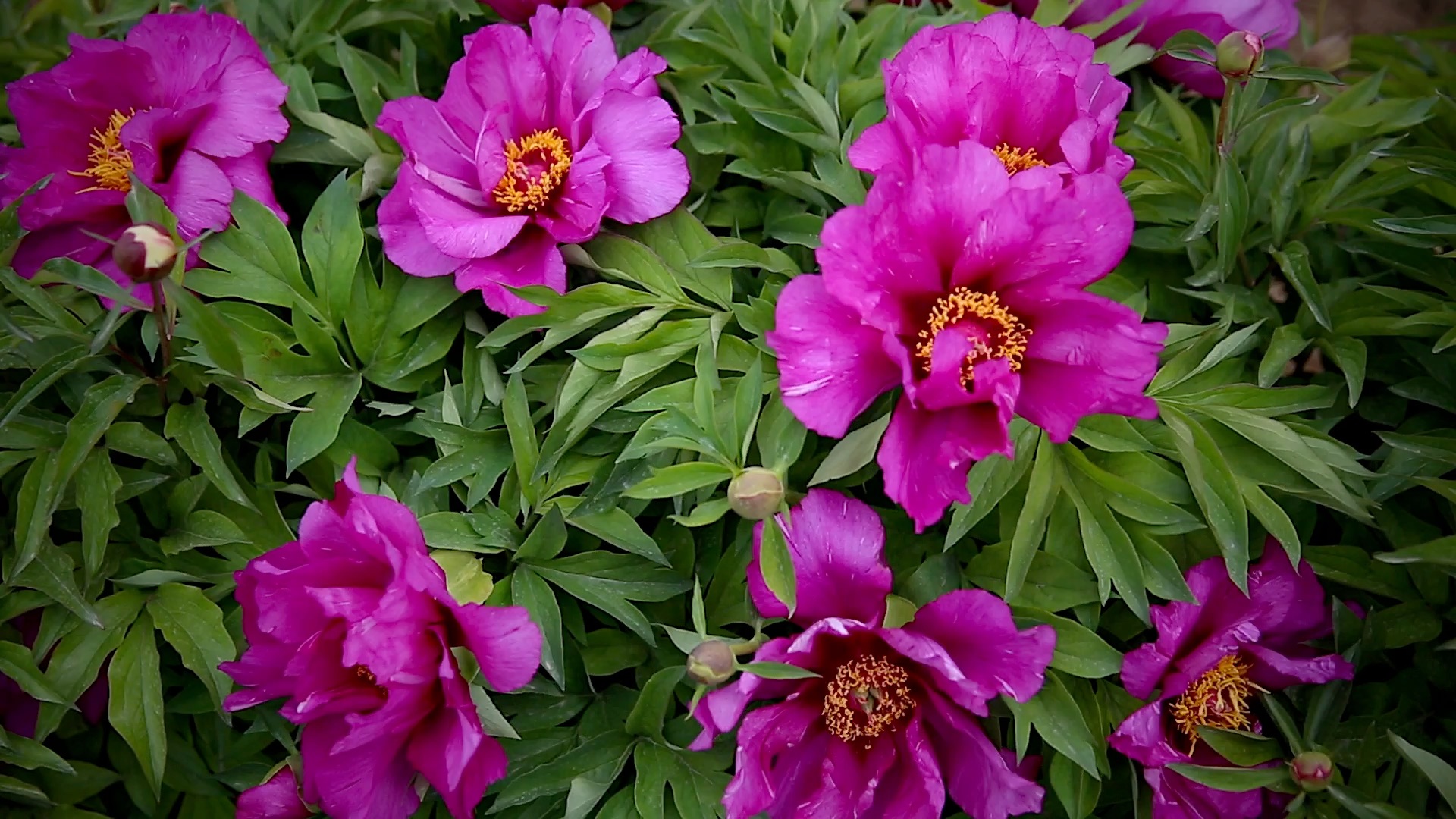 伊藤芍药品种紫丁香丁香清晨"morning lilac".