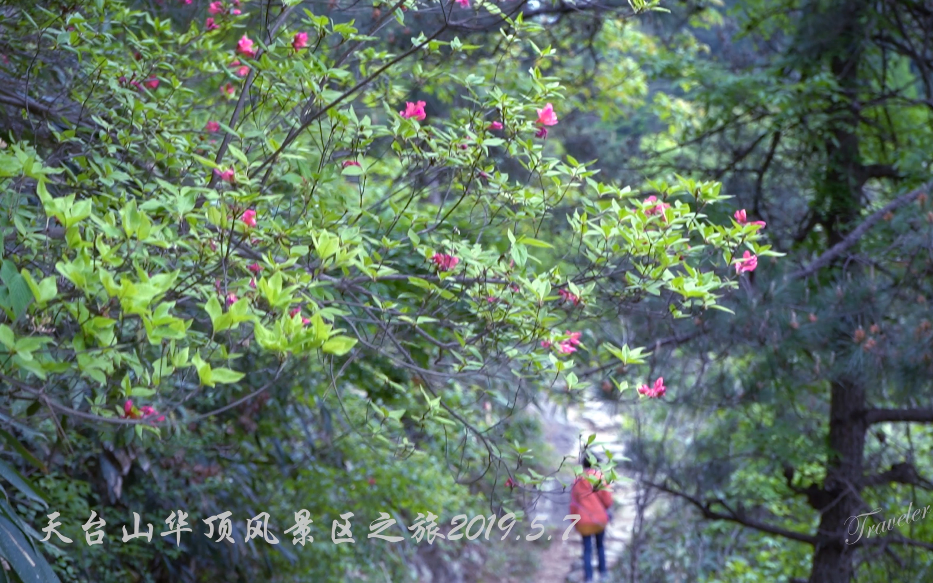 天台山华顶风景区哔哩哔哩bilibili