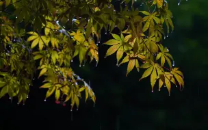 Tải video: 【小雨声】轻柔的雨声适合睡觉，雨声助眠10小时，真正的雨声，白噪音雨声疗愈，舒缓的雨声有助于睡眠，轻柔的雨声，下雨的声音，睡觉的雨声，轻松的雨声，雨声asmr