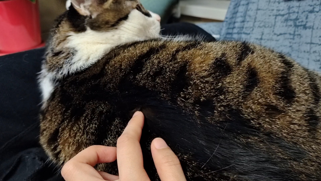 这猫为啥刺挠了没反应.