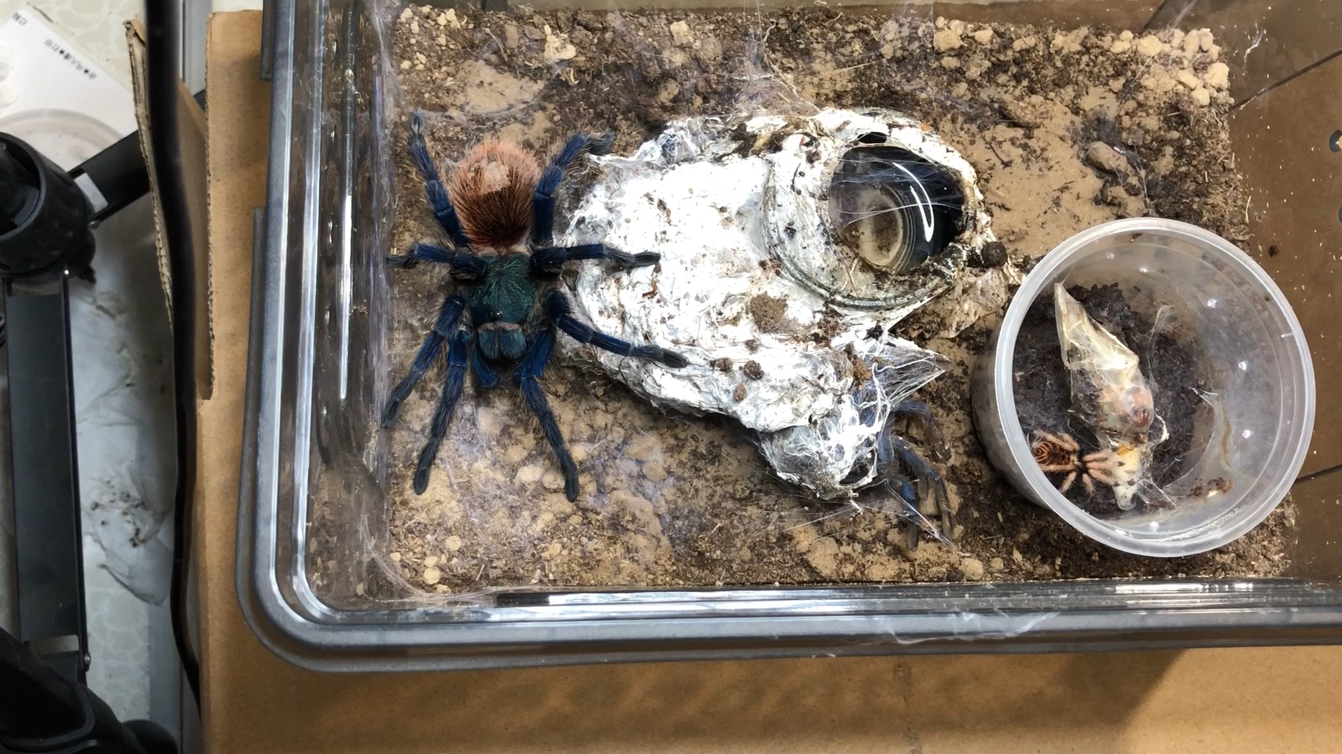 很美丽的蓝色蜘蛛 少有的织网地栖品种 适合新手饲养_哔哩哔哩_bili