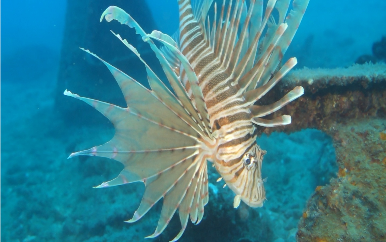 斑鳍蓑鲉——这个看起来好好吃哦!