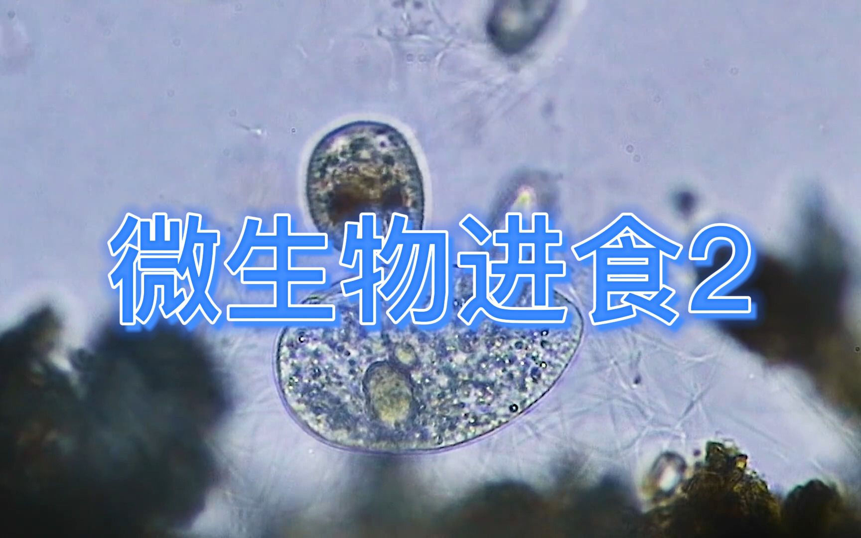 微生物是如何进食的2#草履虫 #微生物 #水质哔哩哔哩bilibili