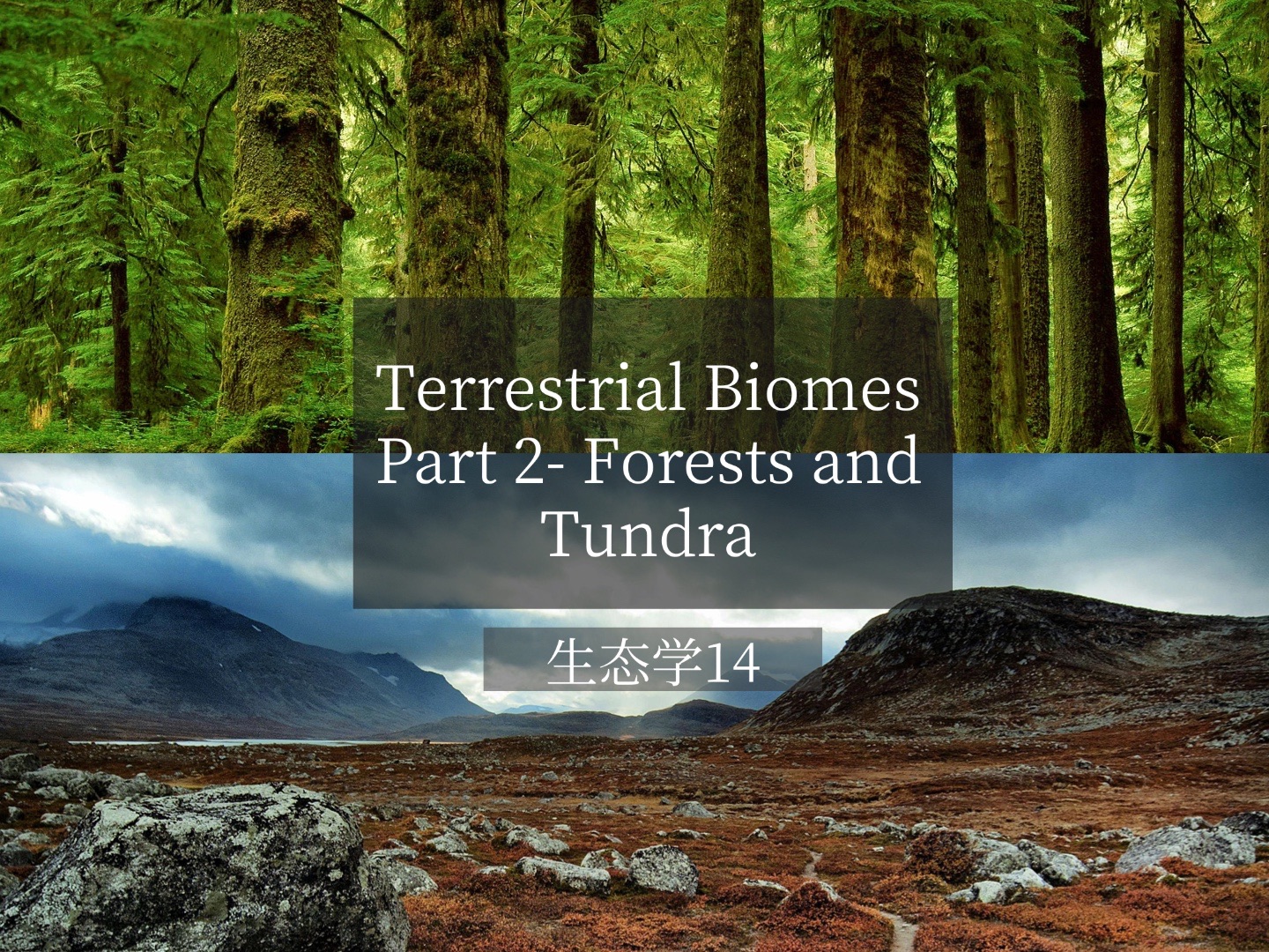 托福背景知识生态学14Terrestrial Biomes Part 2 Forests and Tundra哔哩哔哩bilibili