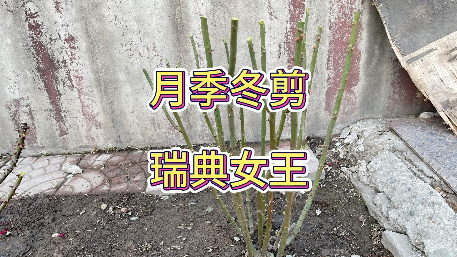 月季冬剪|瑞典女王