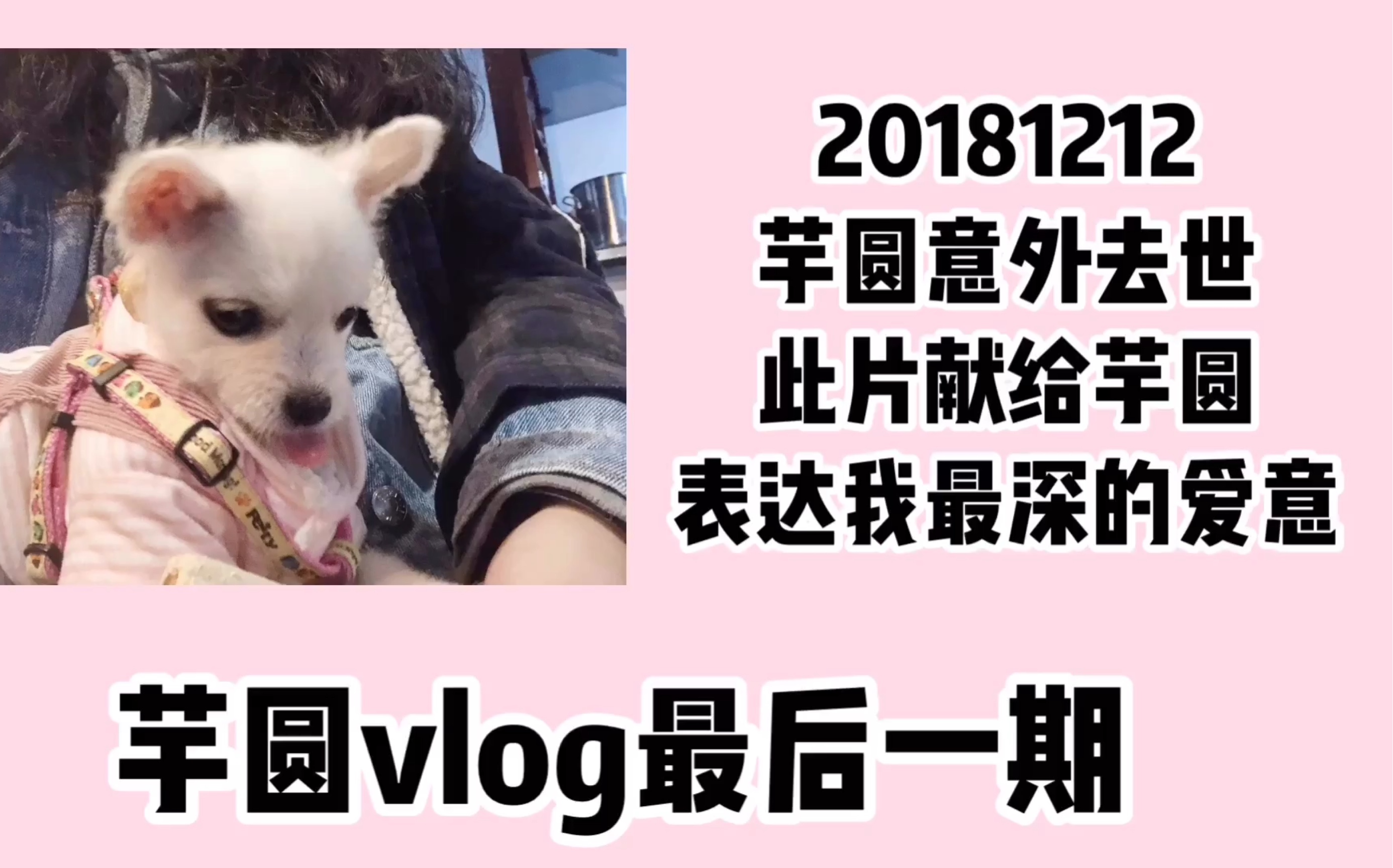 【芋圆vlog最后一期】PART1哔哩哔哩bilibili