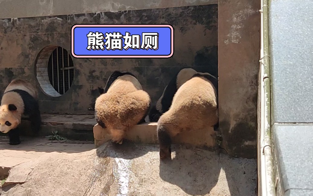 来看熊猫拉屎吧