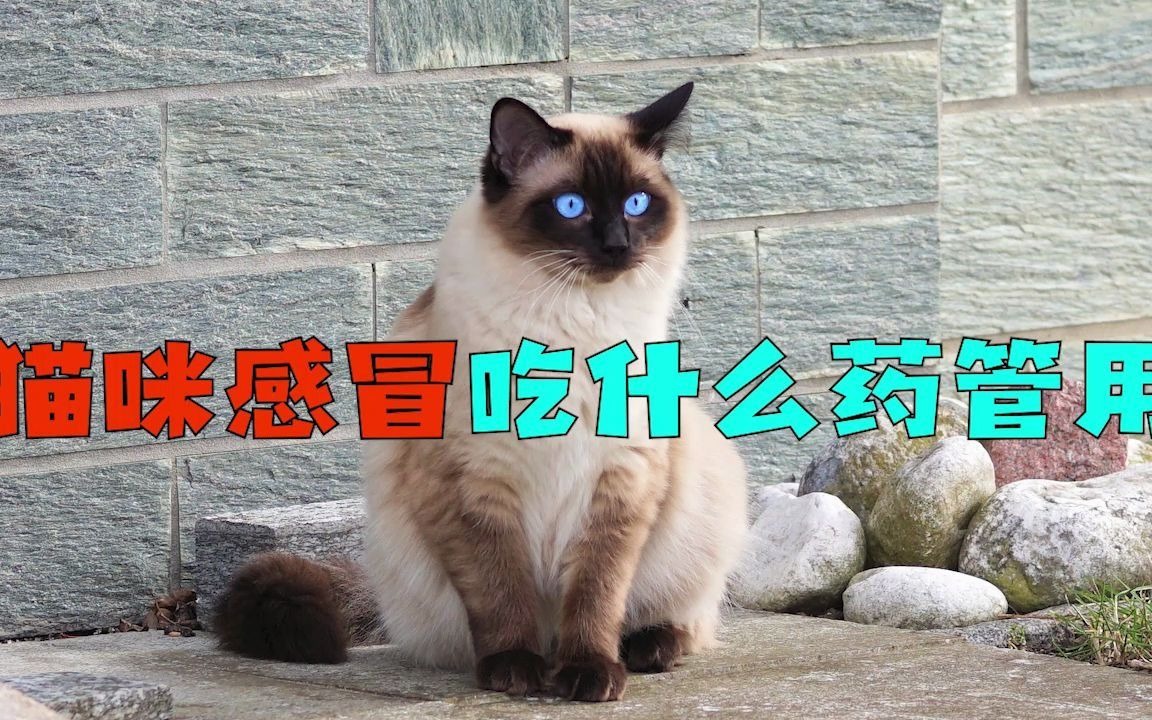 猫咪感冒吃什么药管用哔哩哔哩bilibili