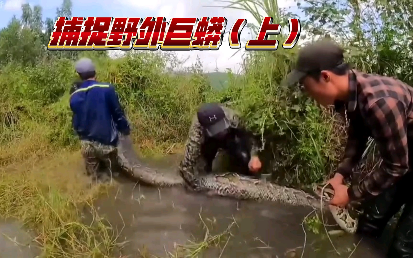 [图]野外探险：捕捉巨蟒大揭秘