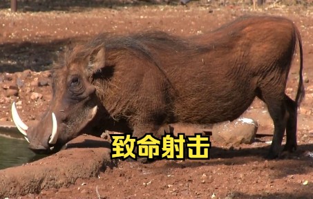 [图]致命射击合集 黑熊在痛苦着哀嚎中S去