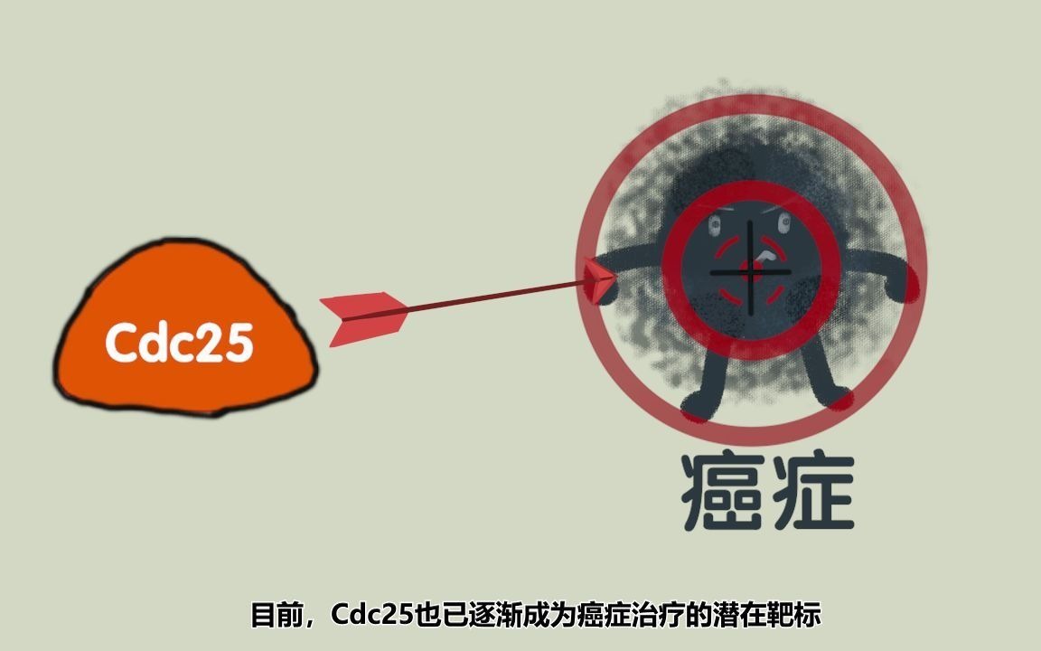 细胞分裂周期因子25(Cdc25),抗癌药物筛选靶标哔哩哔哩bilibili