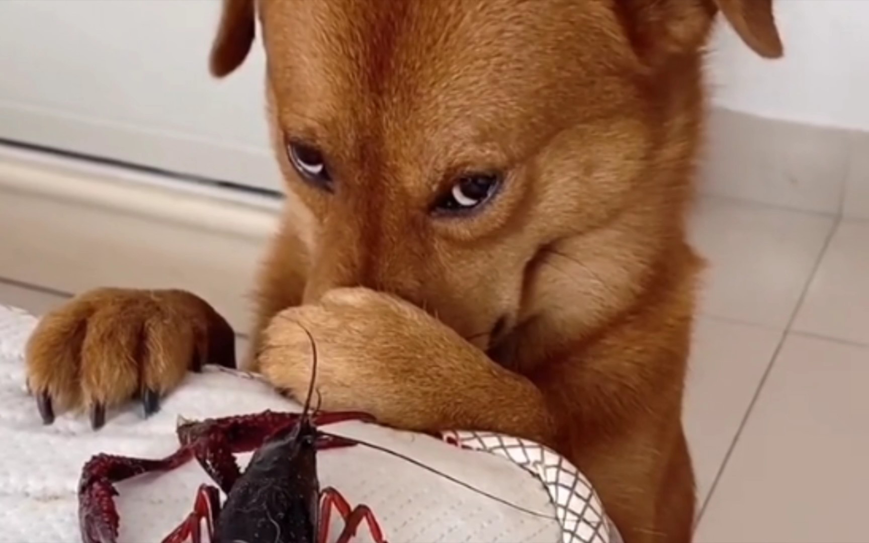 萌宠搞笑合辑:狗狗和龙虾打架,结果可想而知,结果真是个意外