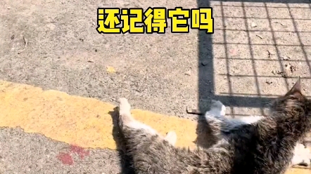 [图]流浪猫绝望了