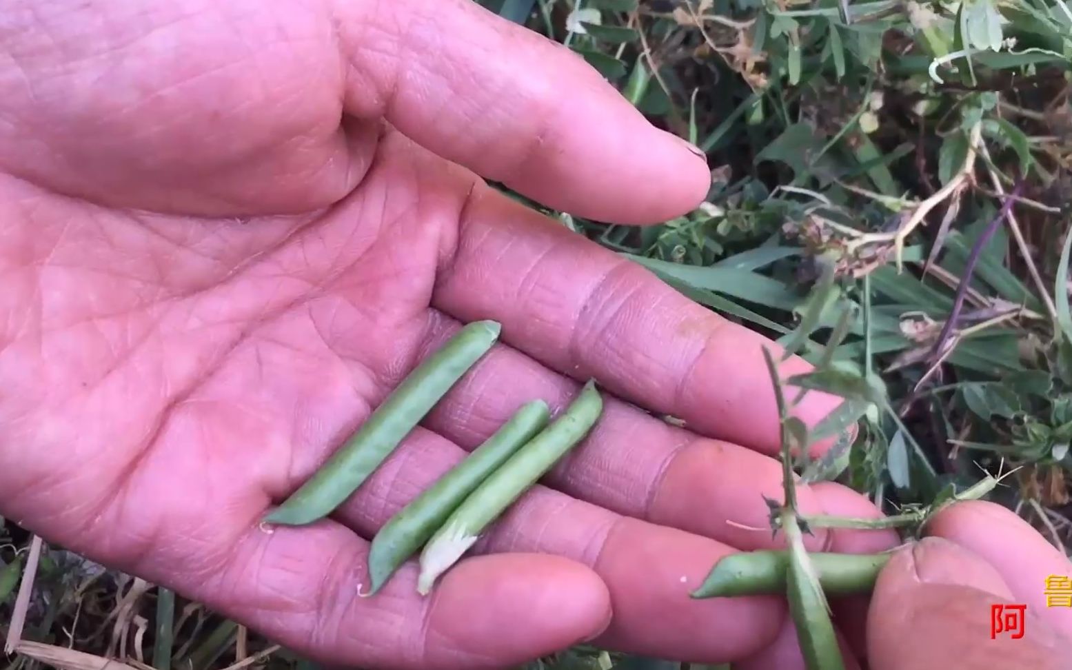 野豆角可以做什么?